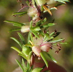 Cliffortia filifolia
