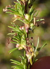 Cliffortia filifolia