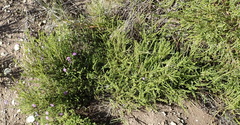 Jamesbrittenia tenuifolia