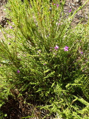 Jamesbrittenia tenuifolia