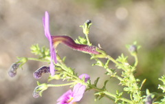 Jamesbrittenia tenuifolia