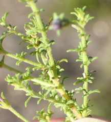 Jamesbrittenia tenuifolia