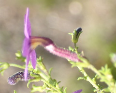 Jamesbrittenia tenuifolia