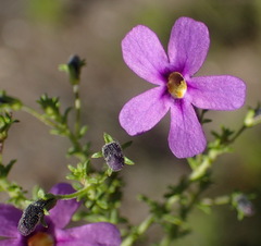 Jamesbrittenia tenuifolia