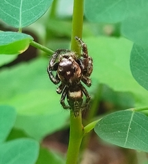 Hyllus semicupreus
