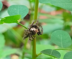 Hyllus semicupreus
