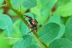 Hyllus semicupreus