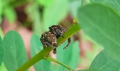 Hyllus semicupreus