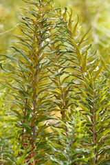 Pityrogramma trifoliata