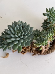 Echeveria setosa