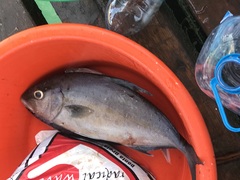 Seriola