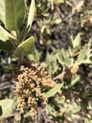 Quercus peninsularis