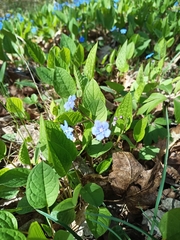 Omphalodes