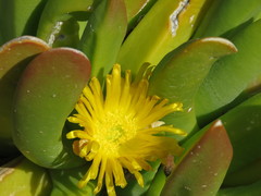 Glottiphyllum regium