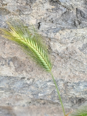 Hordeum murinum