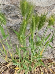 Hordeum murinum