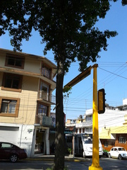 Liquidambar styraciflua