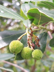 Arbutus unedo