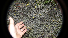 Aspalathus digitifolia