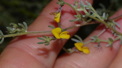 Aspalathus digitifolia