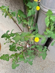 Sonchus oleraceus