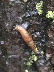 Quadriplicata subaggesta