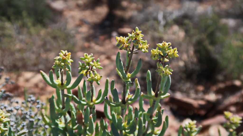 Ruschia pungens (Haw.) L.Bolus 3