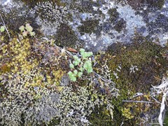 Sedum arenarium