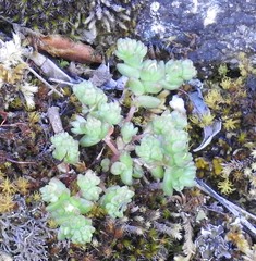 Sedum arenarium