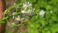 Tortrix viridana