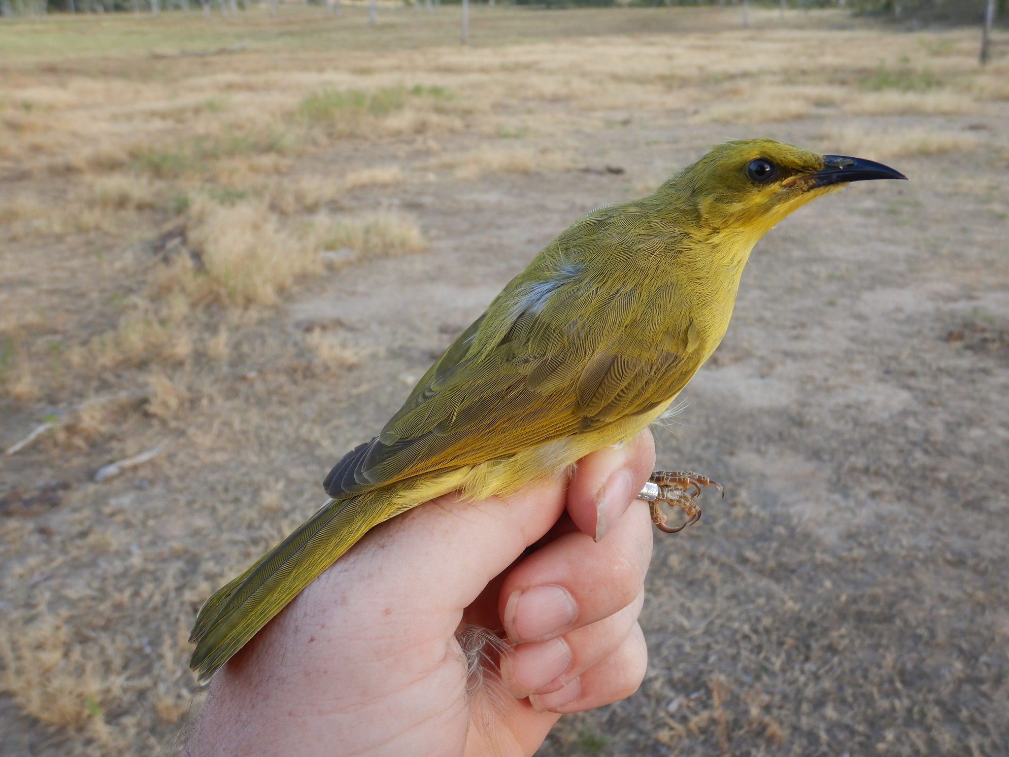 Stomiopera flava (Gould, 1843)