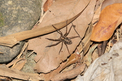 Heteropoda amphora
