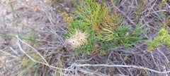 Pteronia tenuifolia