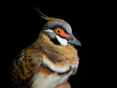 Geophaps plumifera leucogaster