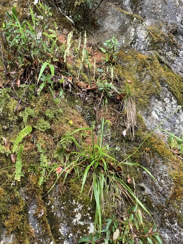 Lolium formosanum