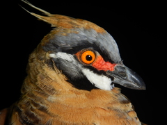 Geophaps plumifera leucogaster