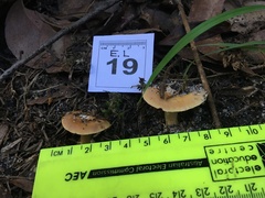 Cortinarius phalarus