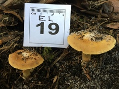 Cortinarius phalarus