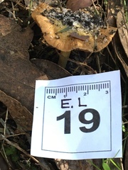 Cortinarius phalarus