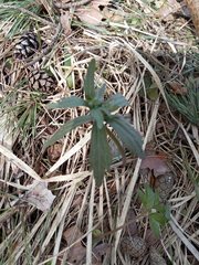 Ranunculus cassubicus