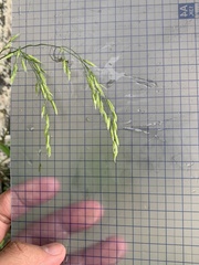 Lolium formosanum