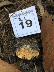 Cortinarius phalarus