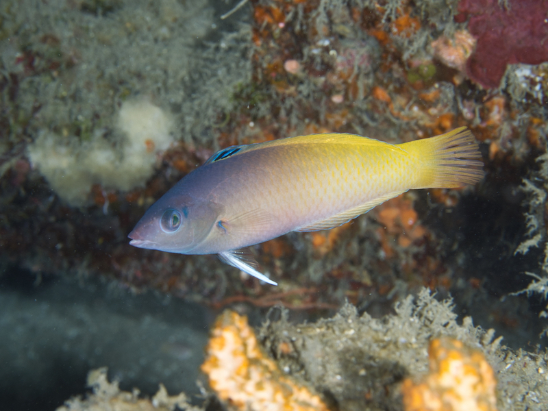 Two-Tone Wrasse