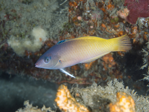 Halichoeres prosopeion (Bleeker, 1853)