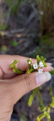 Euchaetis burchellii