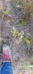 Euchaetis burchellii
