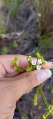 Euchaetis burchellii