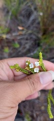 Euchaetis burchellii