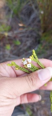 Euchaetis burchellii