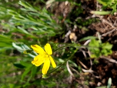 Ranunculus oxyspermus